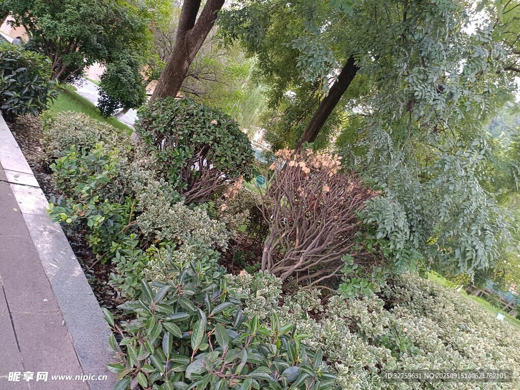 城市街邊綠植景觀