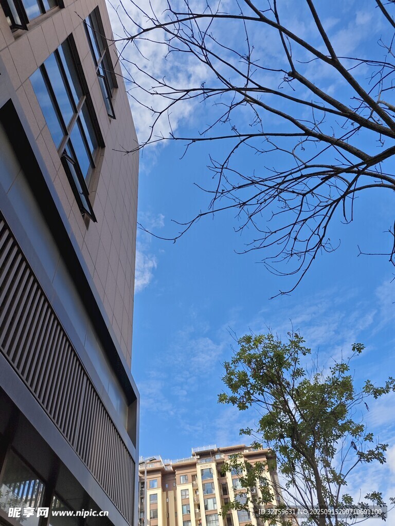 藍天旁的建筑與光禿樹枝