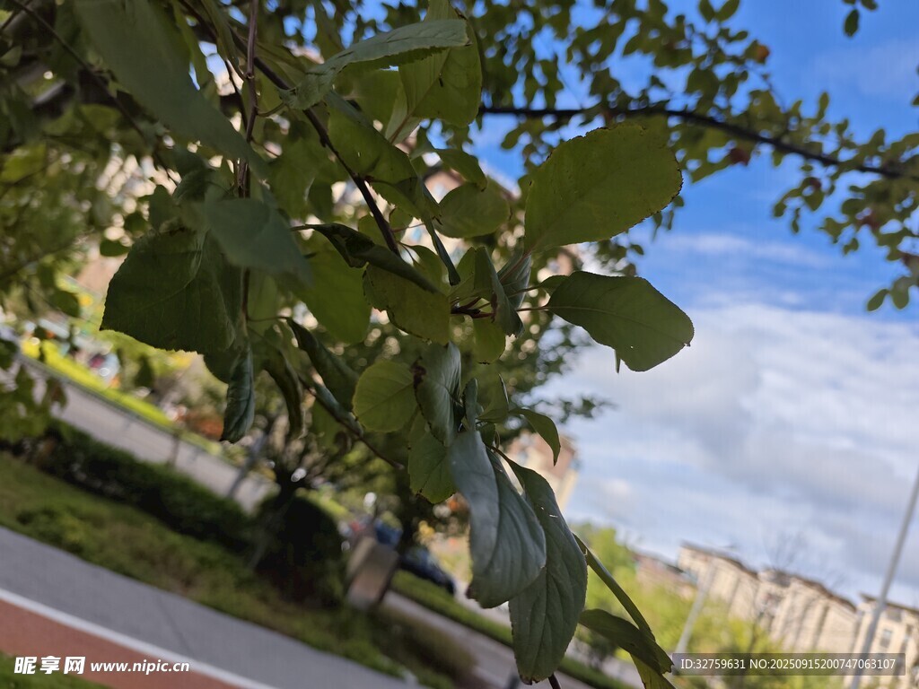路邊綠葉與藍(lán)天白云景致