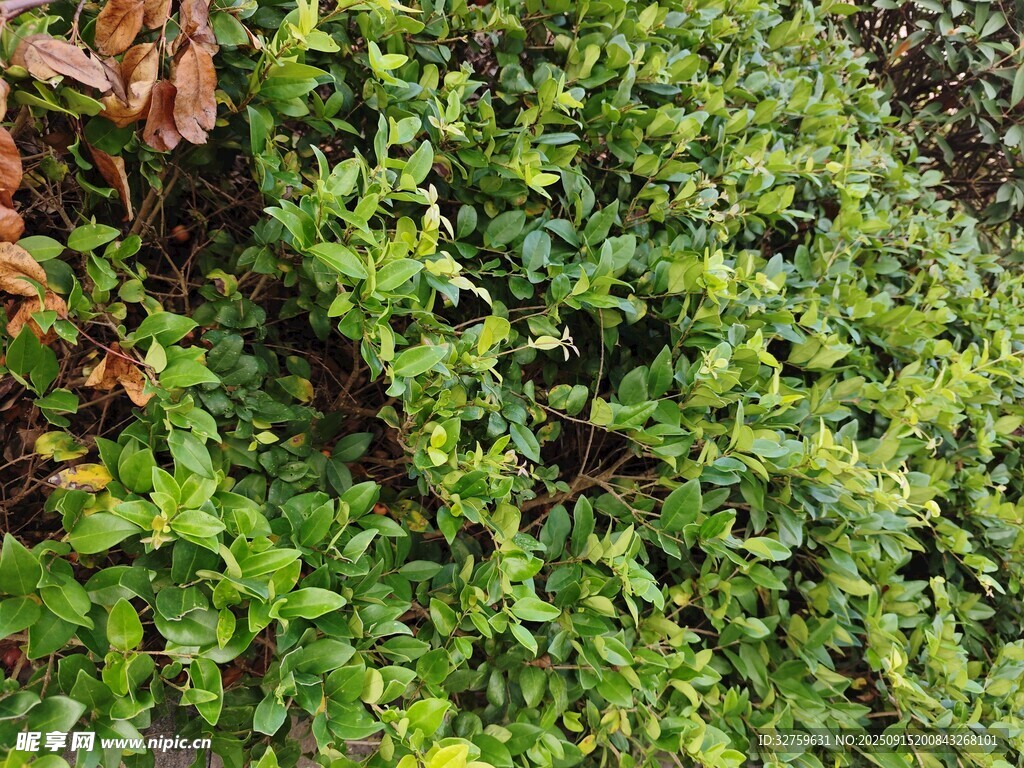 翠綠繁茂的藤蔓植物景觀