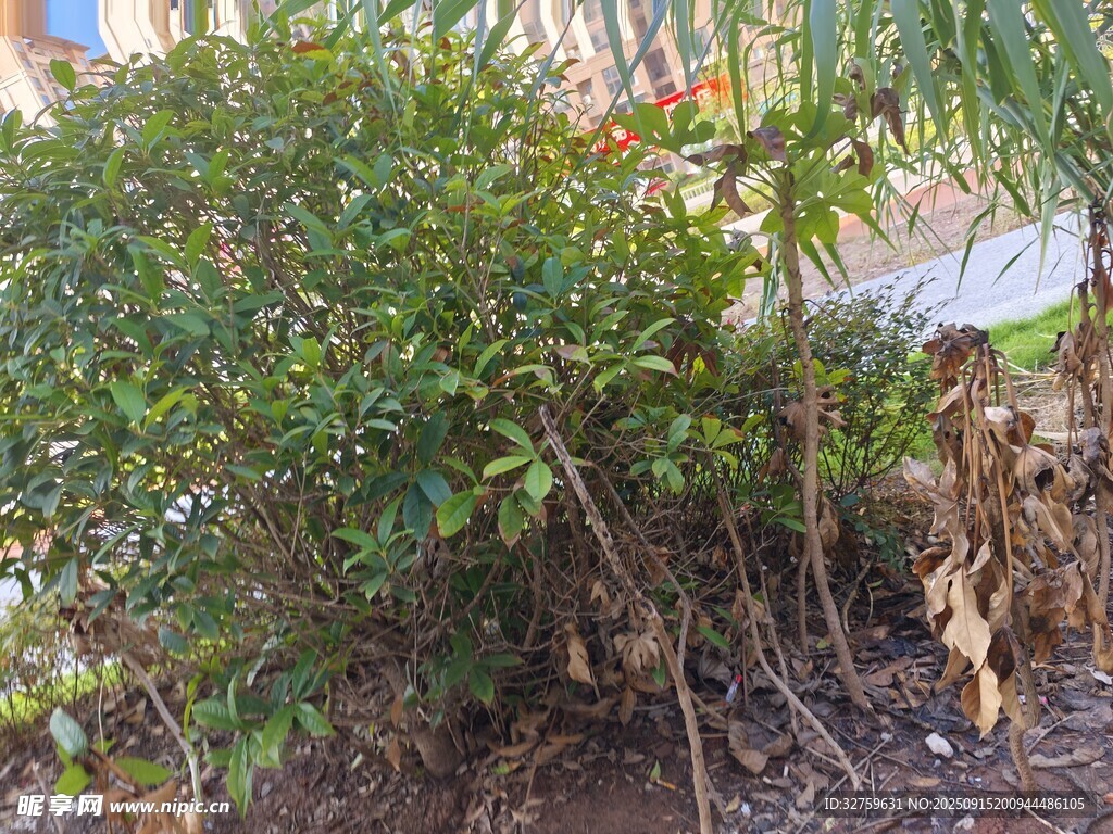 灌木叢中的動物身影