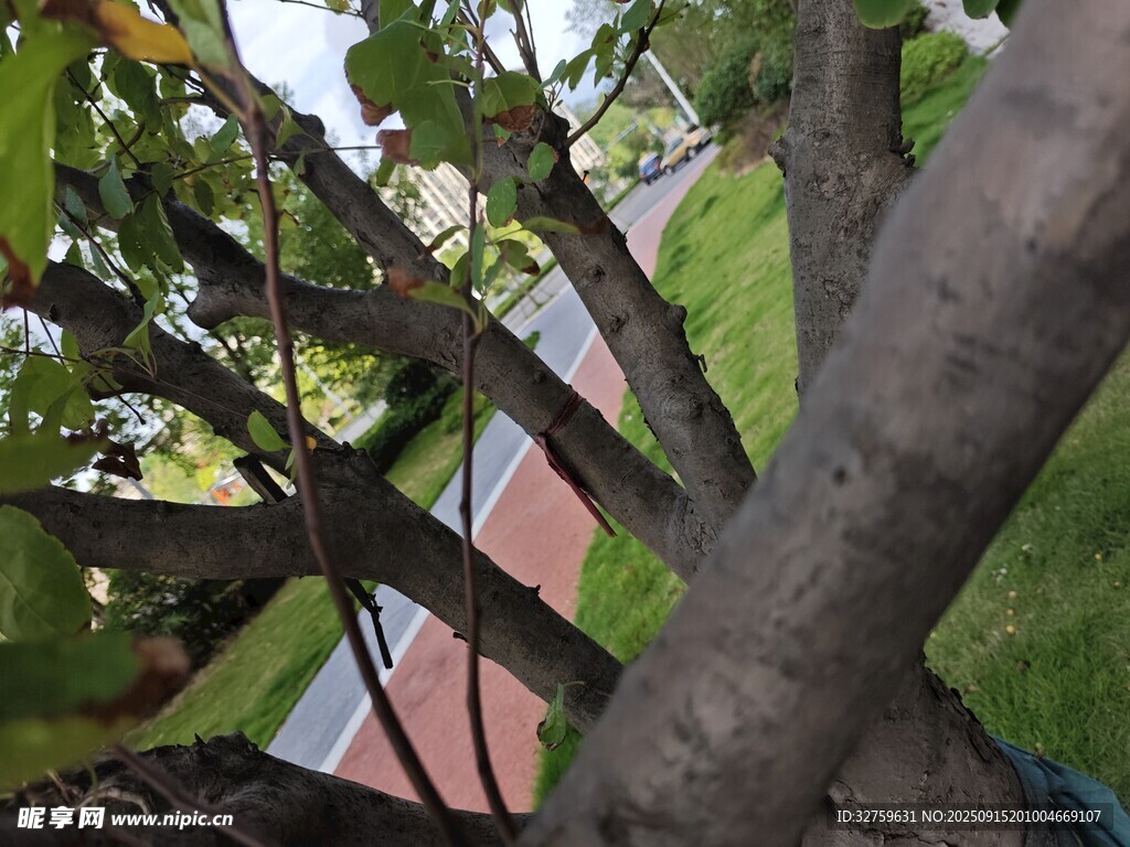 粗壯樹干與繁茂枝葉
