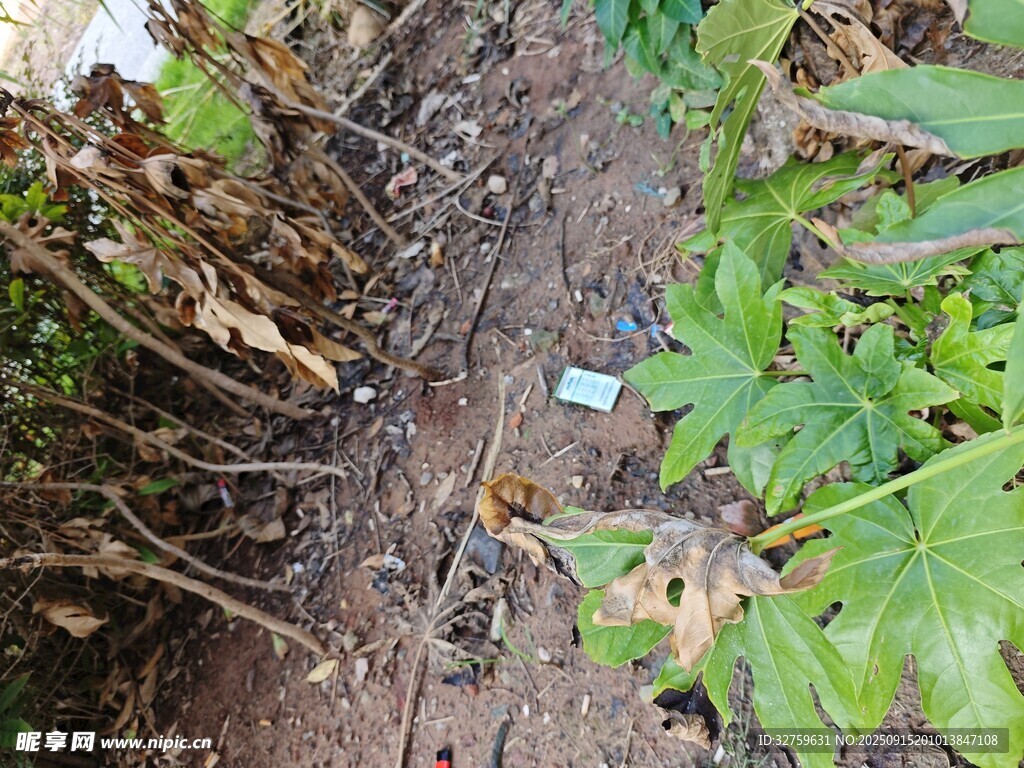 地面植物旁的垃圾景象