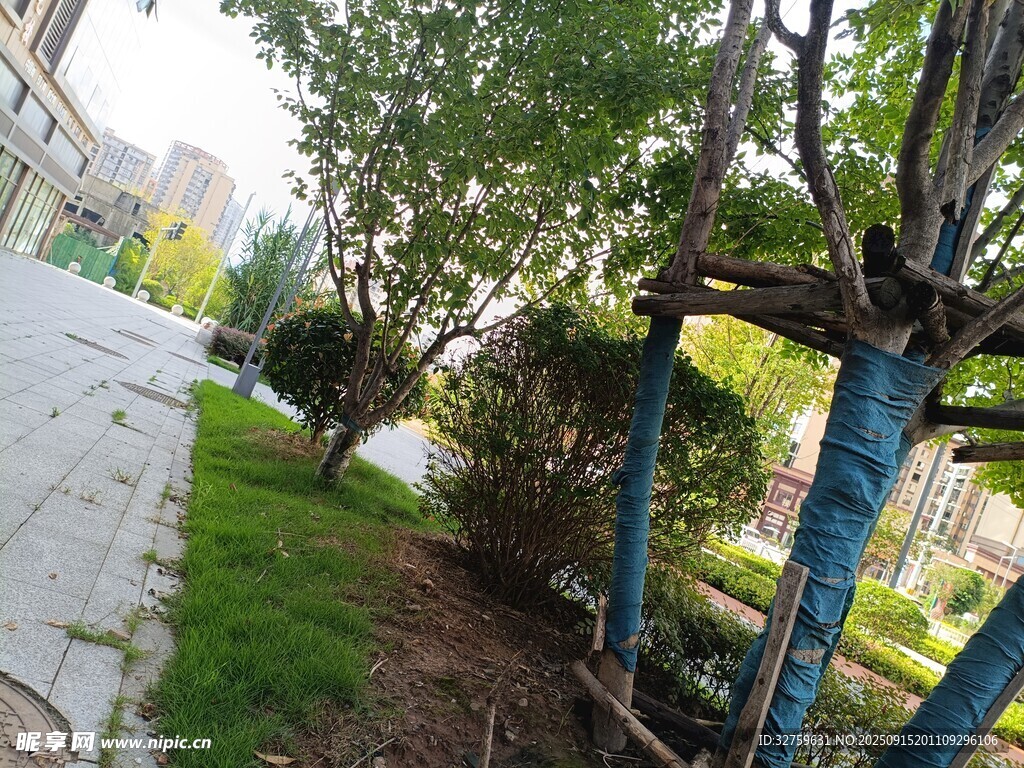 路邊綠樹與整潔小道