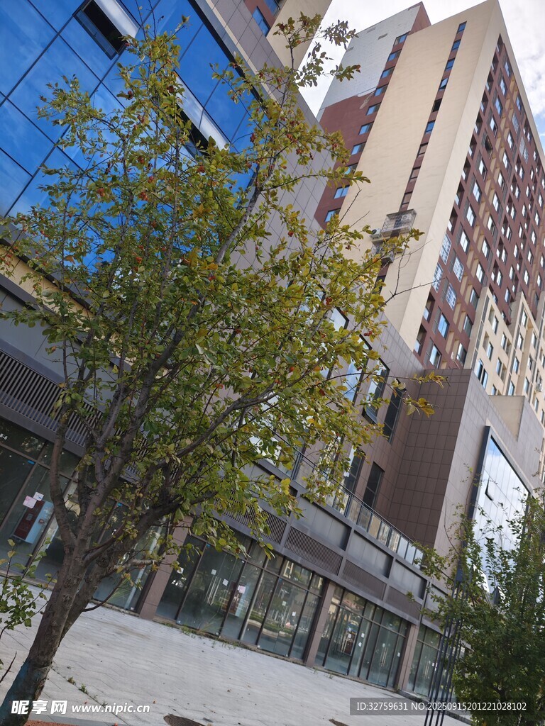 城市街道旁的樹木與建筑