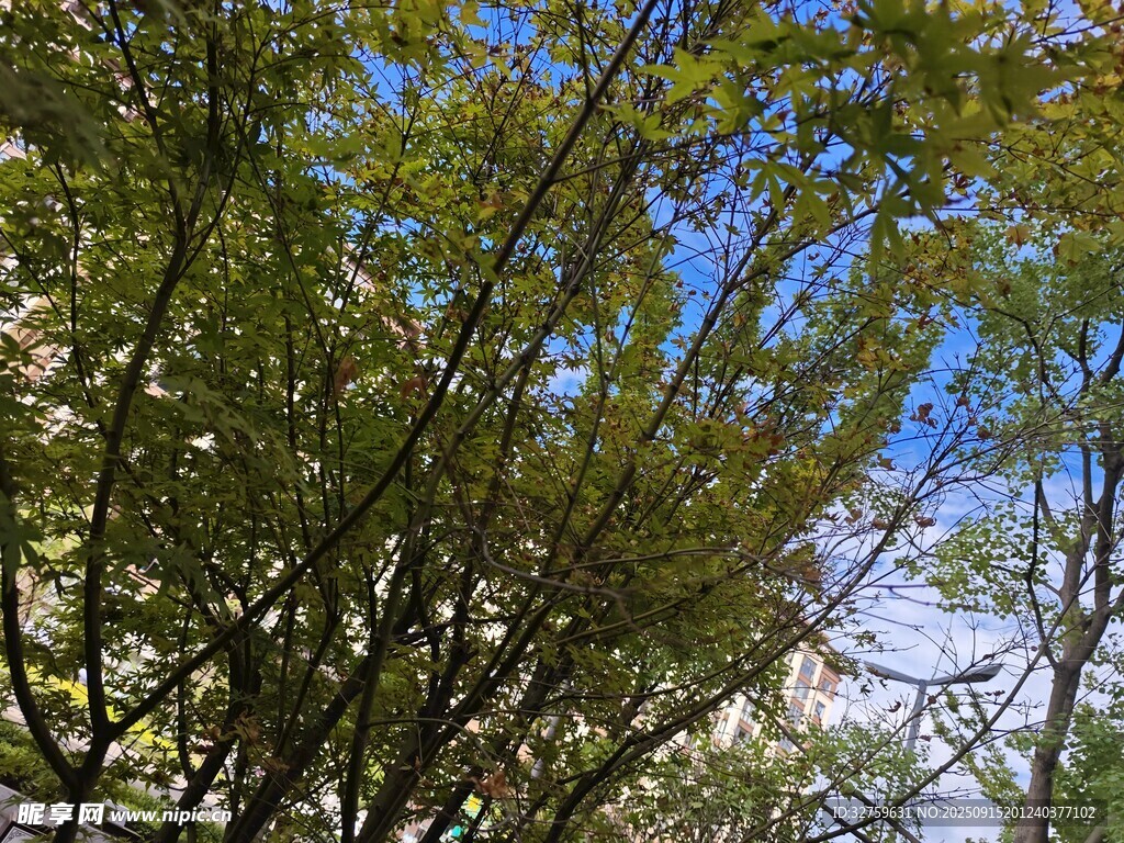 繁茂枝葉間的藍(lán)天景致