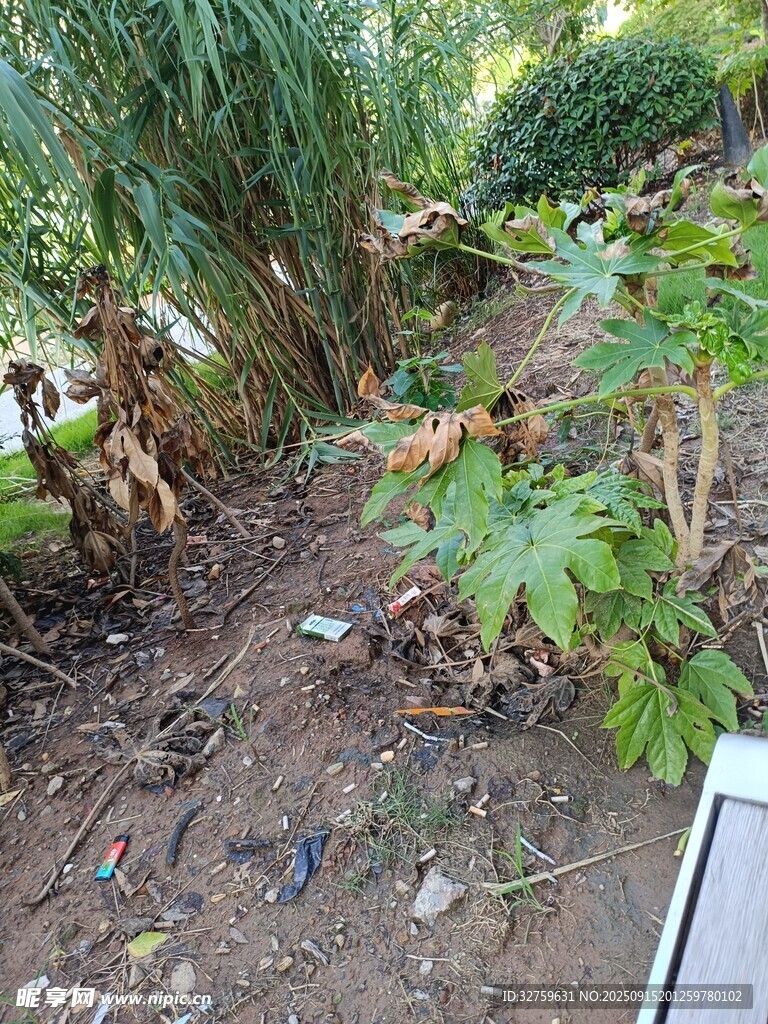 戶外綠植叢生的泥土場景