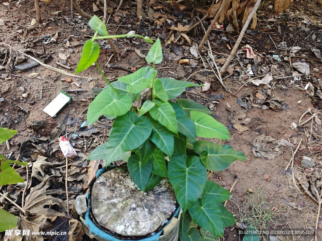 盆栽綠植置于戶外泥土中