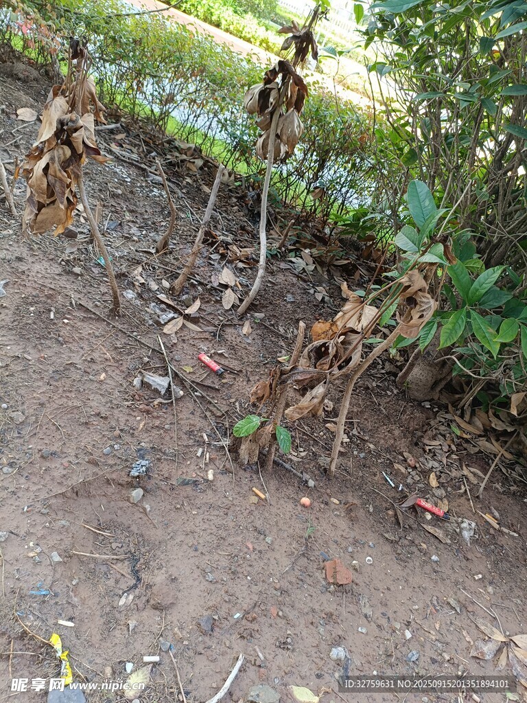 地面上的枯葉與綠植