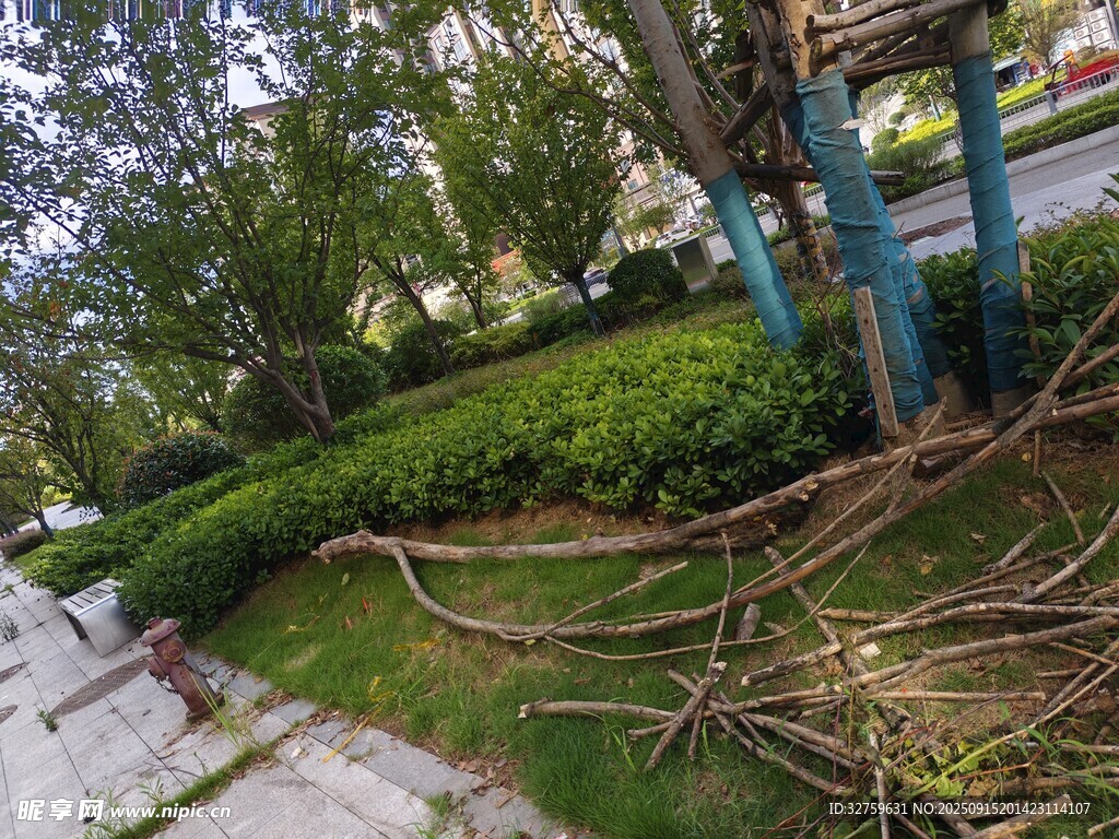 樹木根系裸露于地面景象