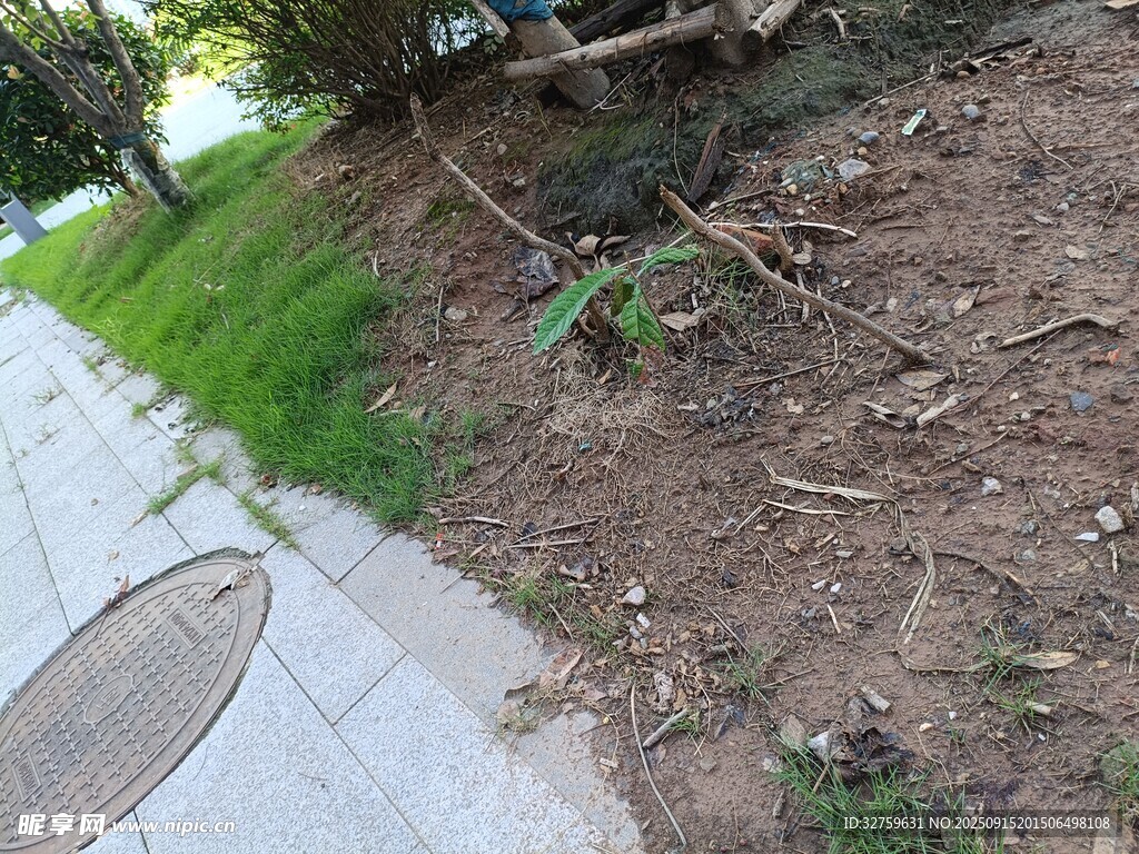 路邊綠植與裸露泥土場景