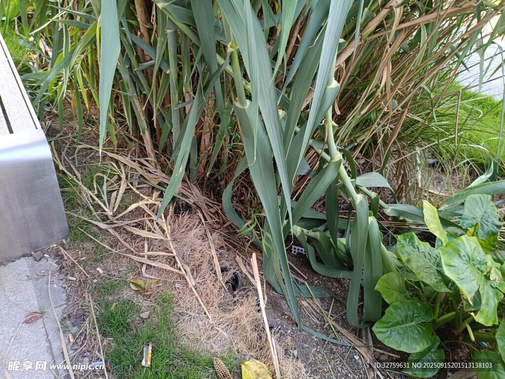 路邊綠植與雜草景觀