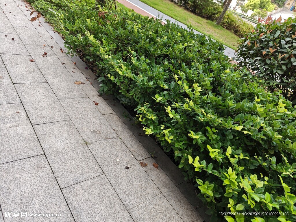 路邊翠綠整齊的灌木叢