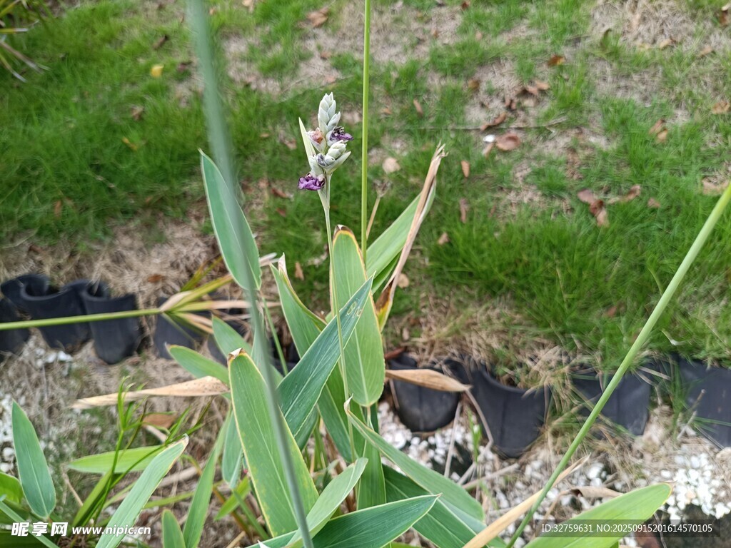 水邊生長的綠色植物