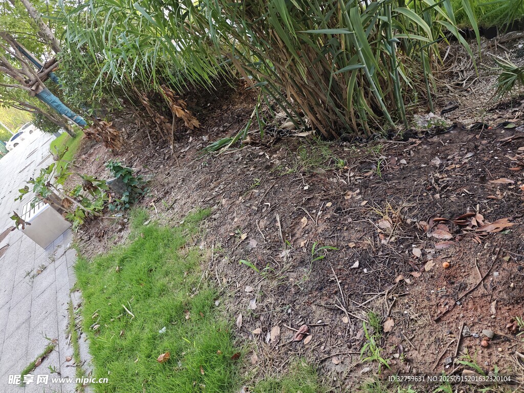 路邊綠植與裸露土地景觀