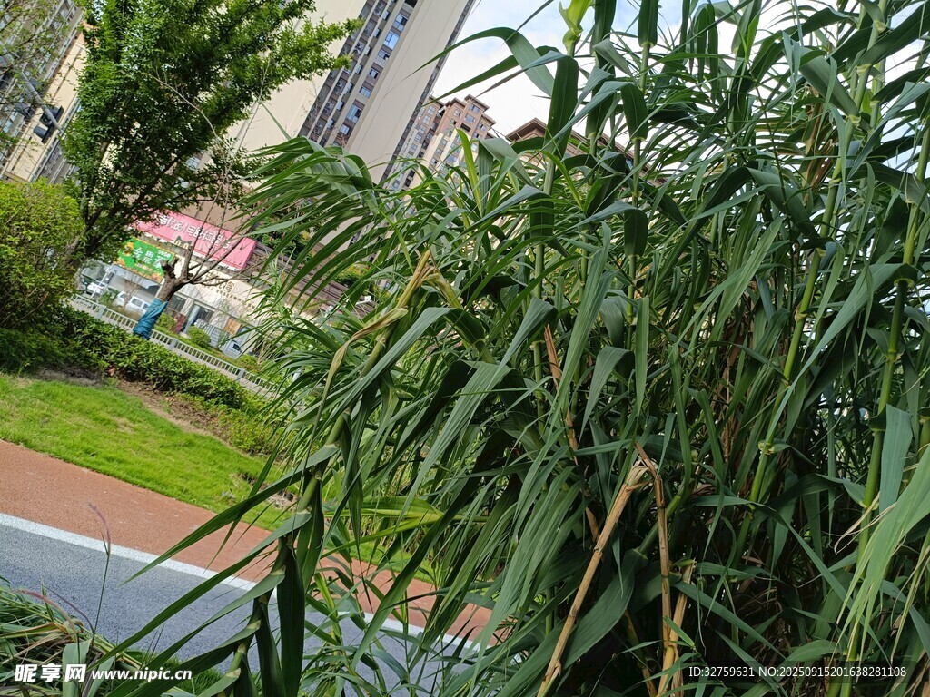 路邊茂盛的綠色植物