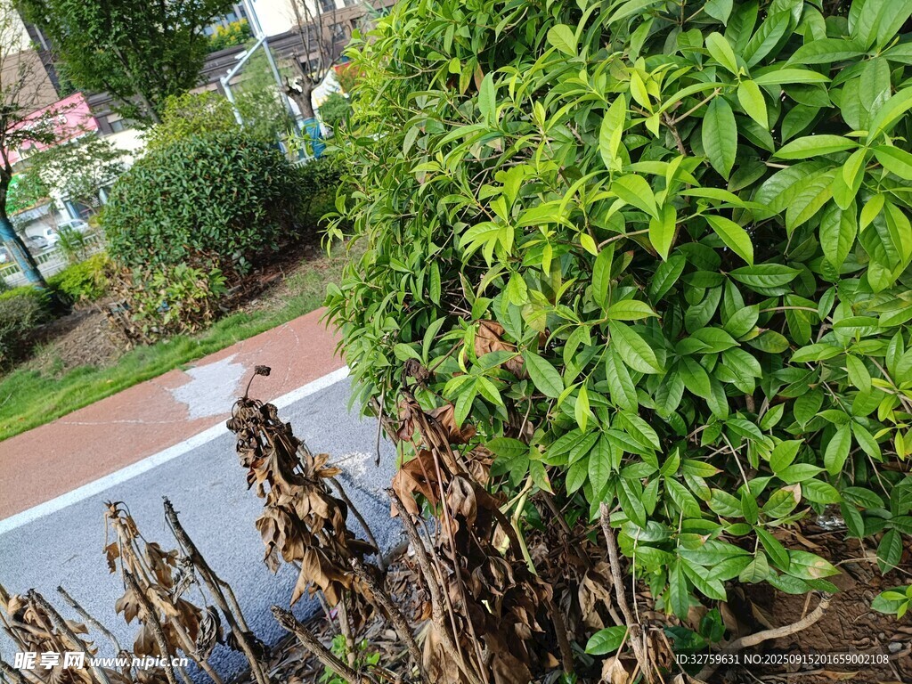 路邊綠植與枯萎植物對(duì)比