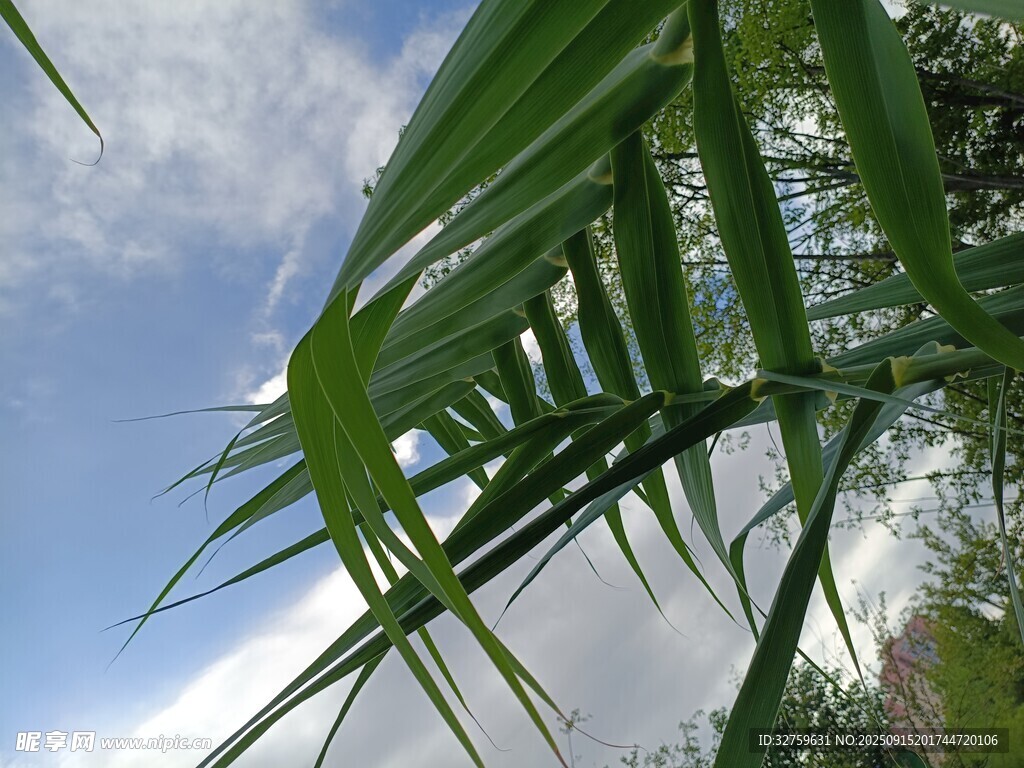 仰視翠綠棕櫚葉與藍天