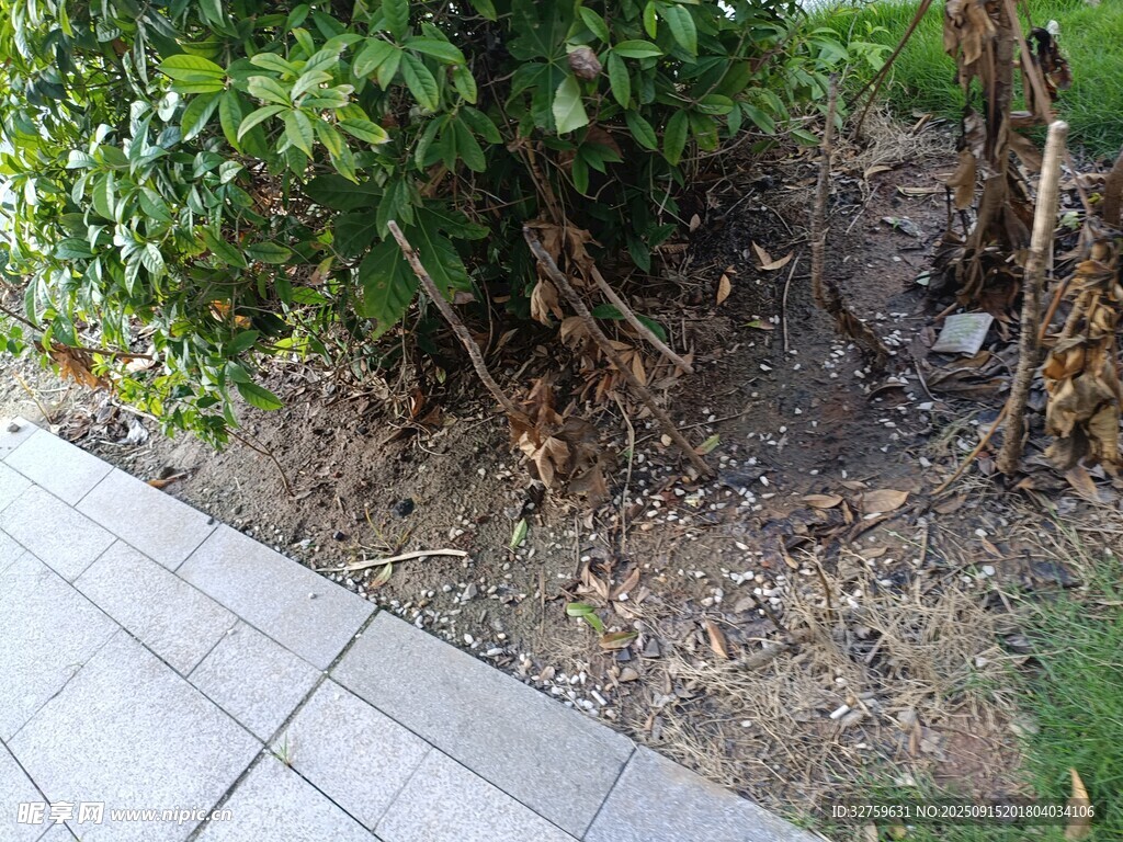 路邊綠植旁的裸露土地