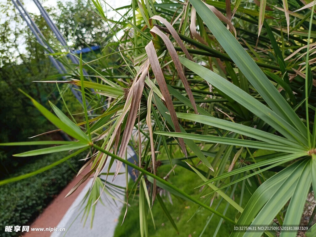 棕櫚植物特寫(xiě)