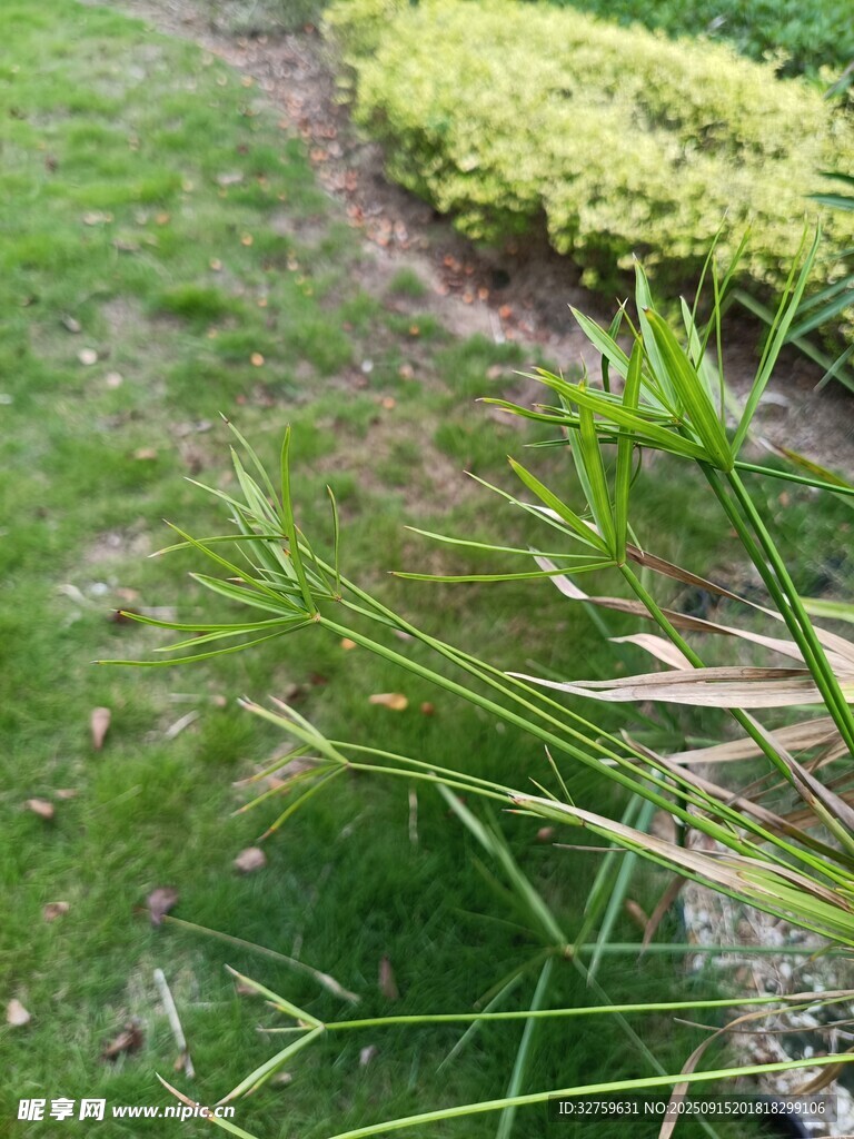 翠綠草叢中的細(xì)長(zhǎng)草葉