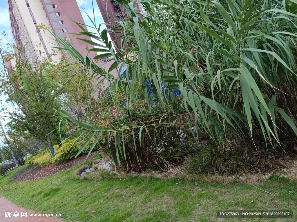 路邊綠植景觀