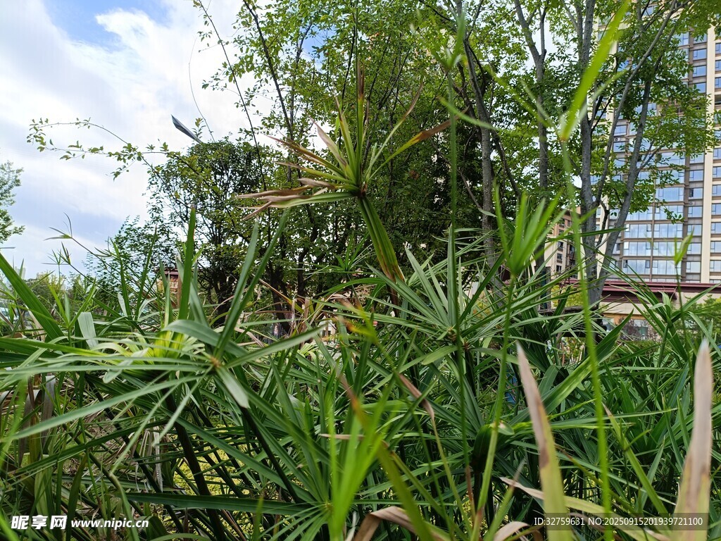 繁茂綠植景觀