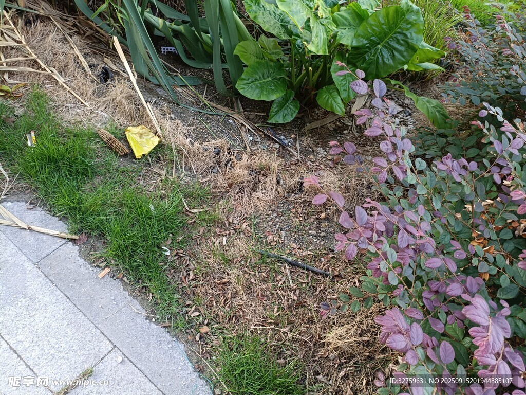 花園中多彩植物與小徑