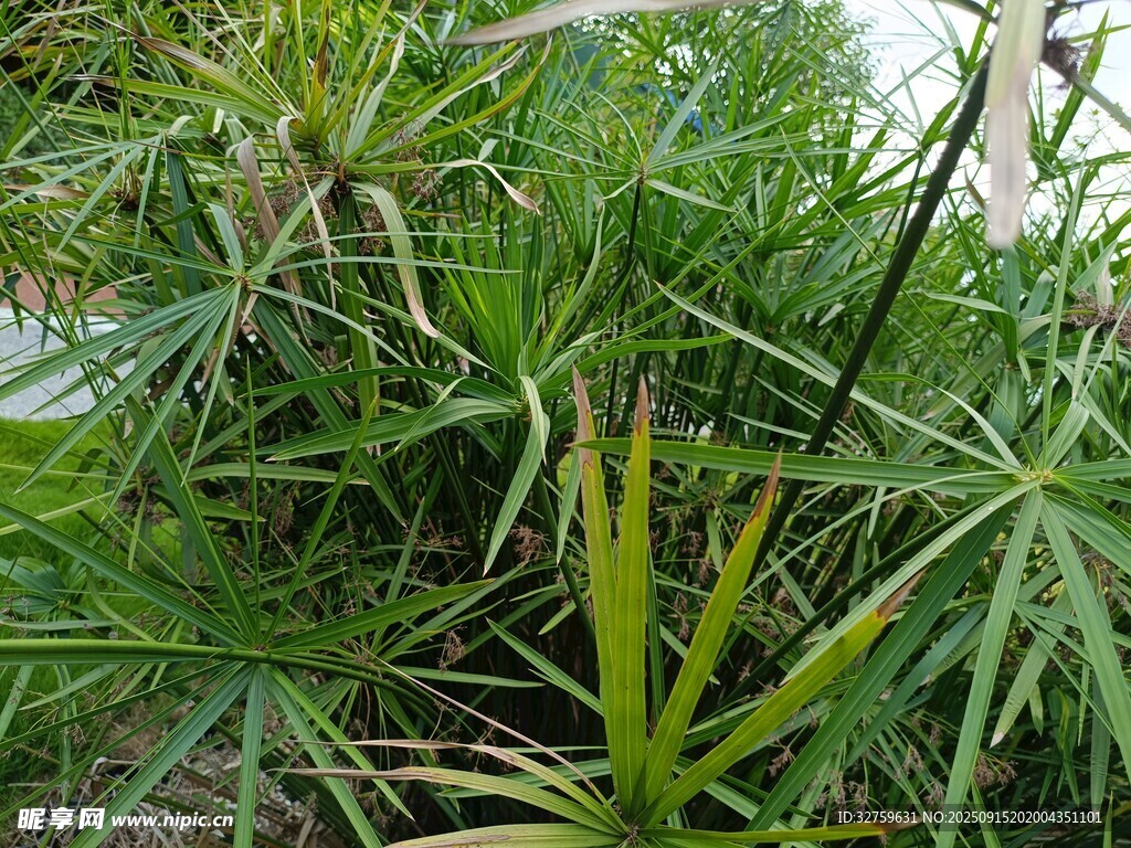 翠綠繁茂的熱帶植物景觀