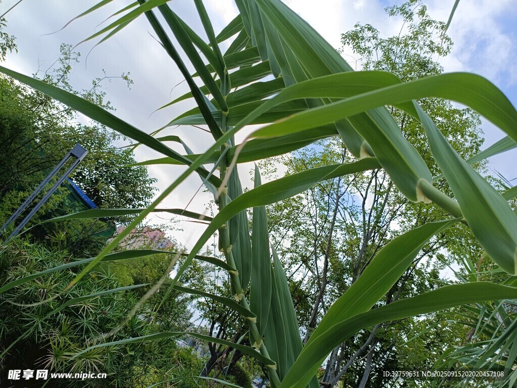翠綠竹葉與繁茂枝葉景觀