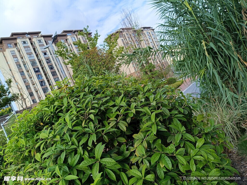 小區(qū)綠植旁的高樓景觀