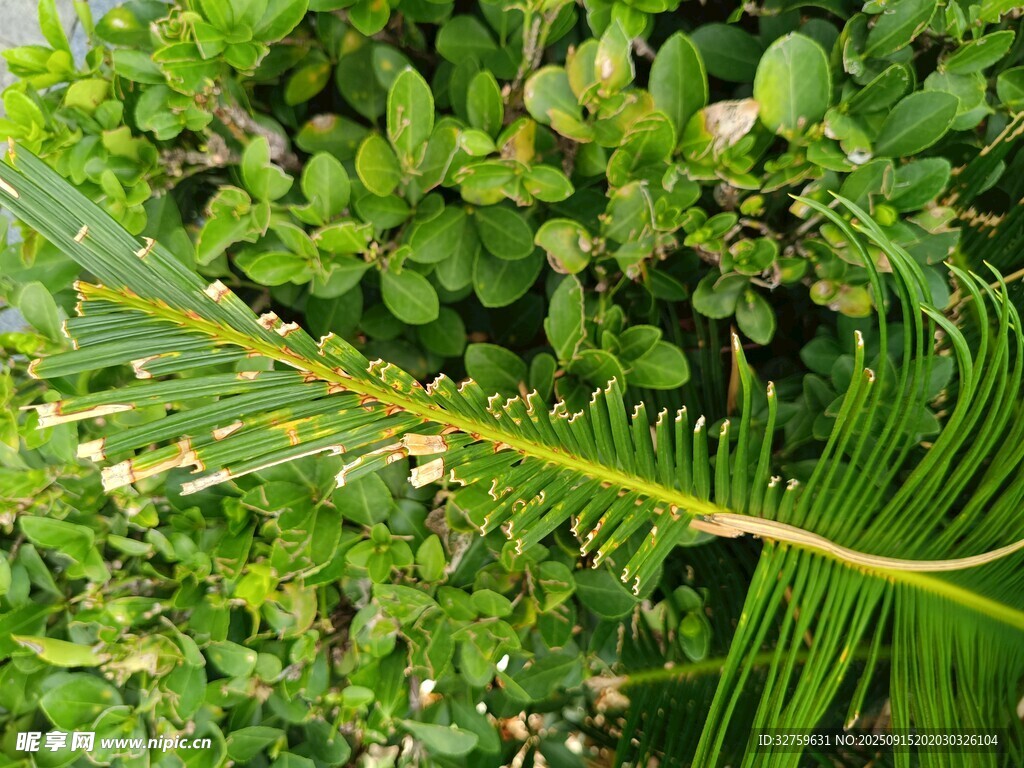 翠綠蕨葉于繁茂植物間