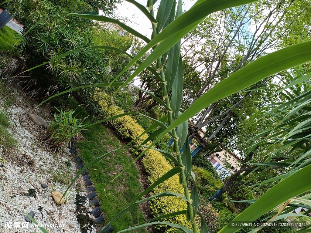 山間綠植環(huán)繞的黃色管道