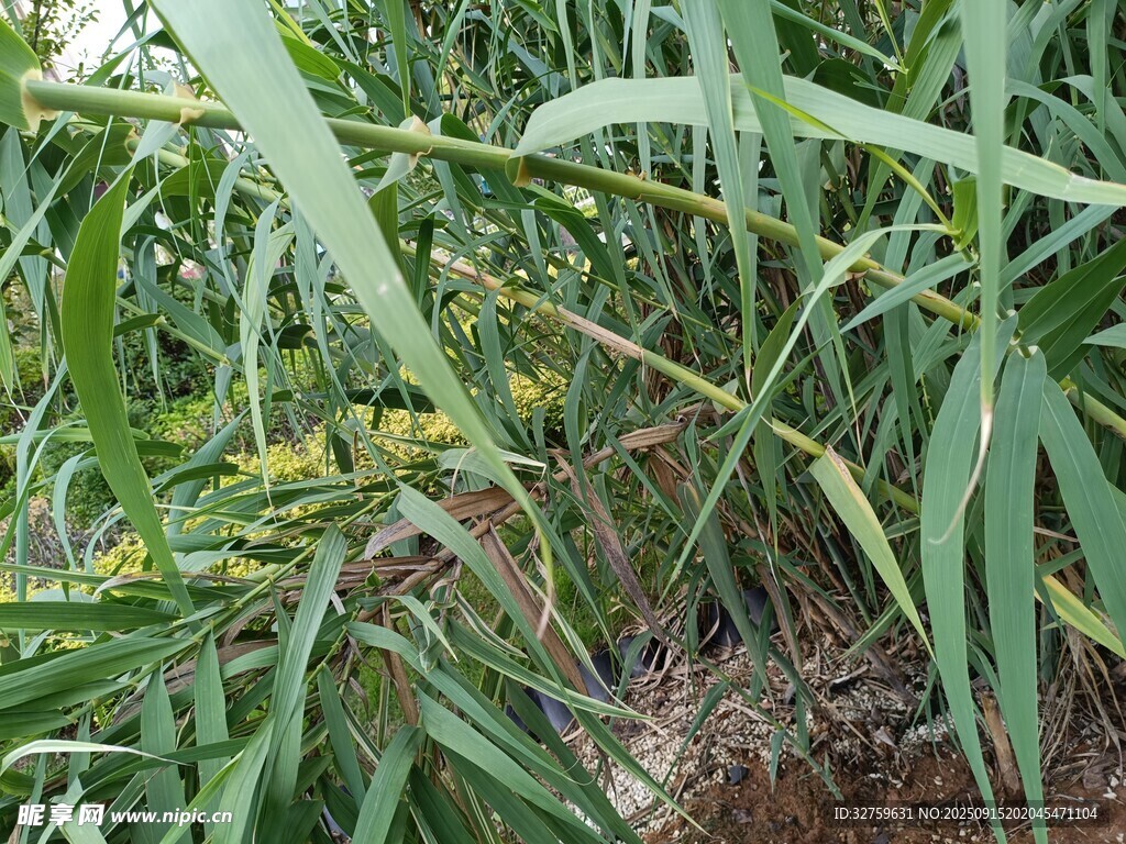 茂密的綠色植物景觀