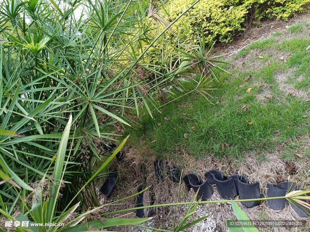 花園中茂盛的綠植景觀