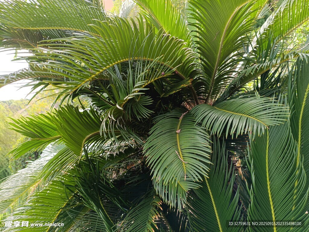 翠綠蕨類植物特寫