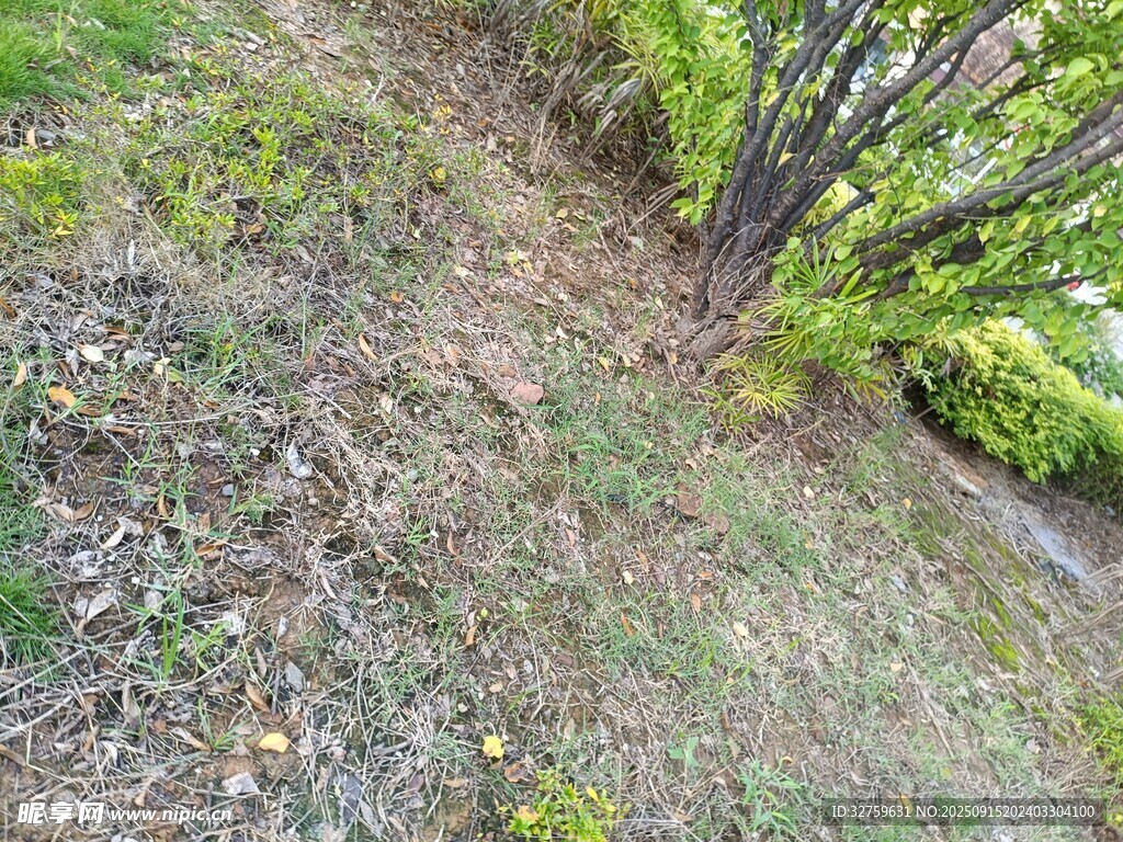 戶外草地與綠植景觀