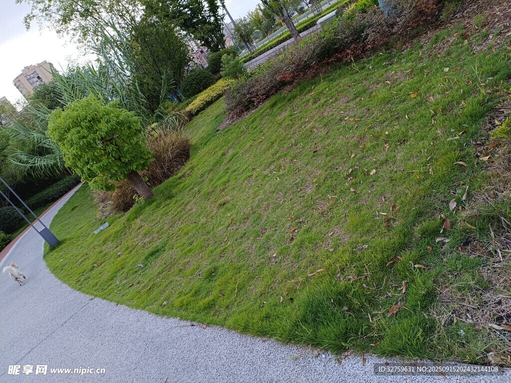 路邊綠意盎然的斜坡草地