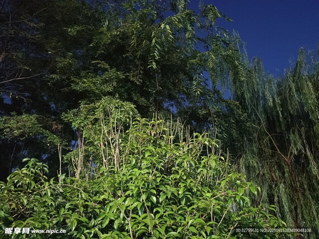 夜幕下的繁茂綠植