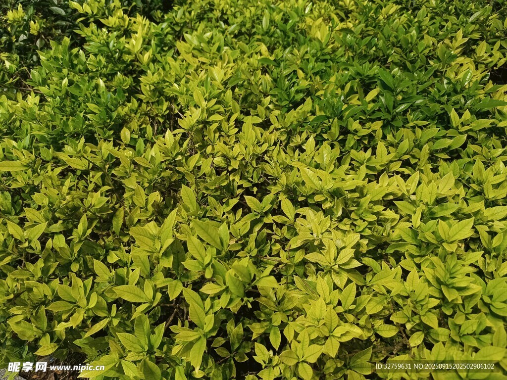 黃綠相間的茂盛植物
