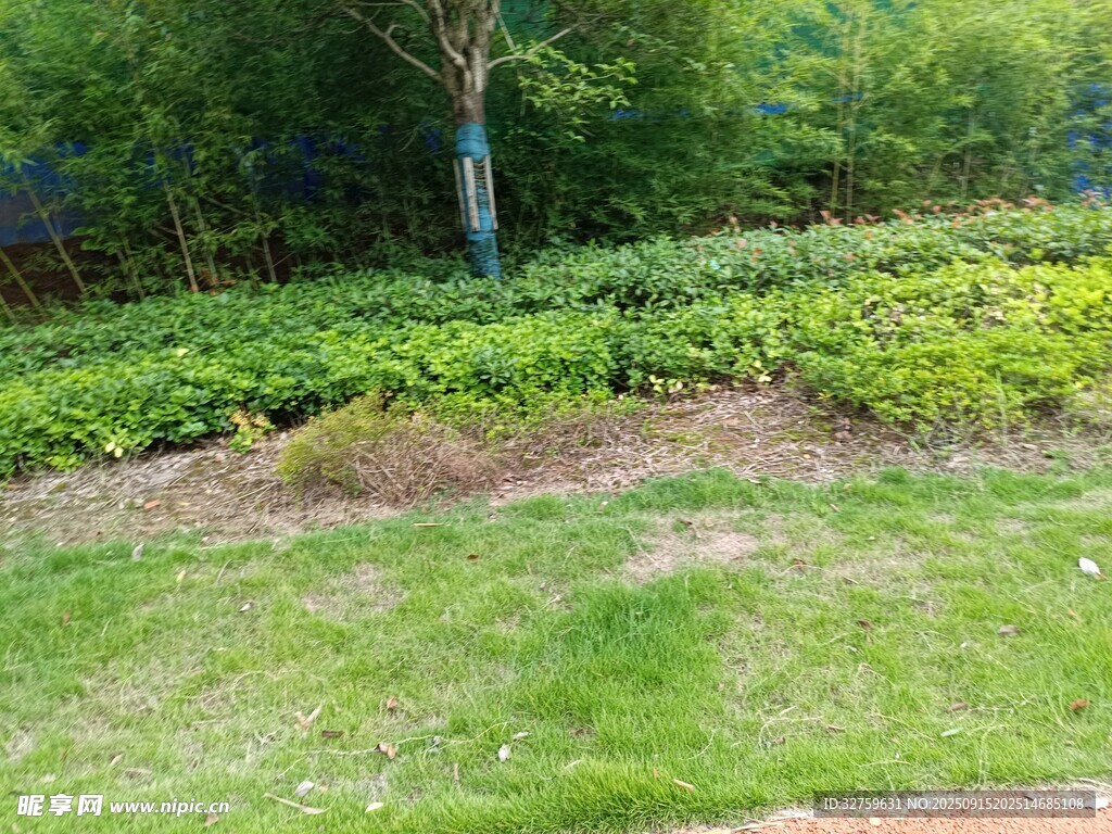 綠意盎然的戶外園林景觀