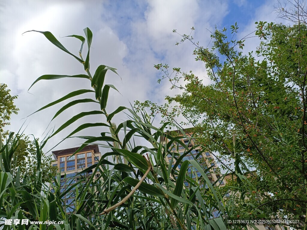 田園綠植景象