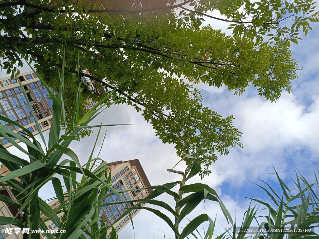 仰視綠植與天空的景致