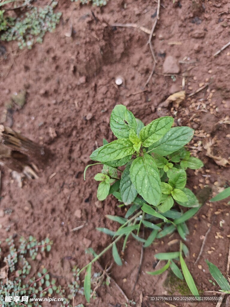 泥土中的嫩綠植物