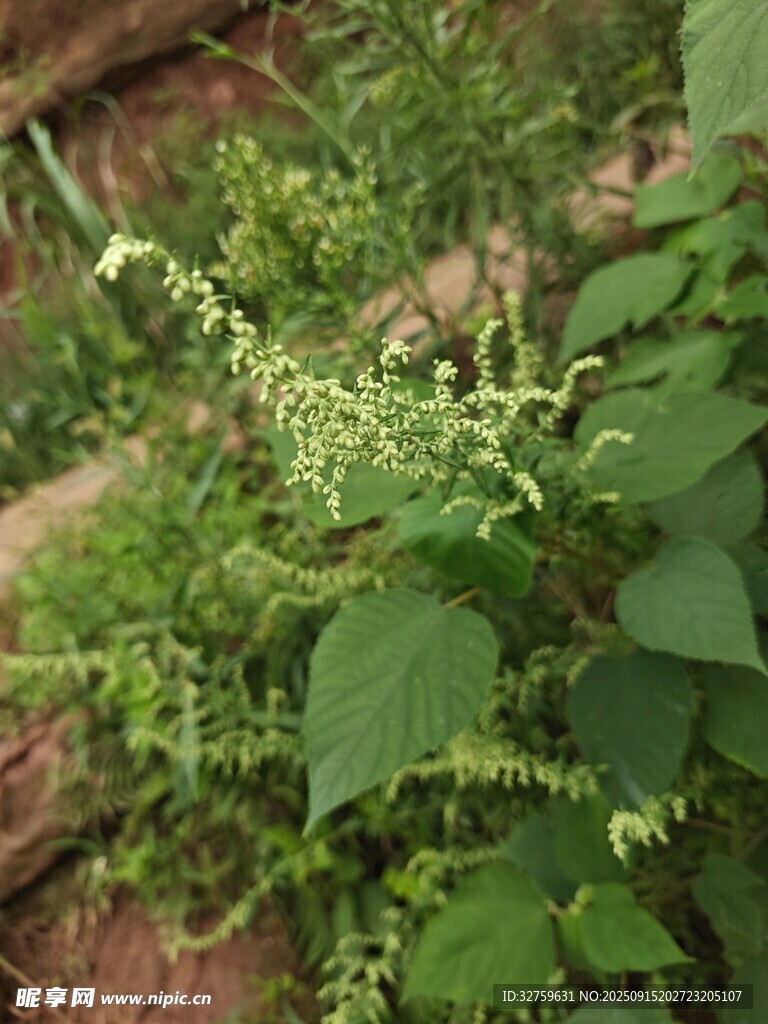 野外綠色植物叢