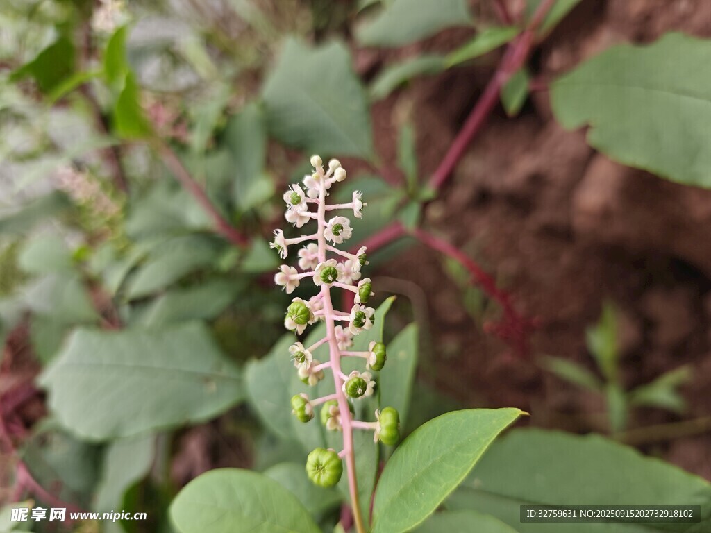 綠葉間的小花