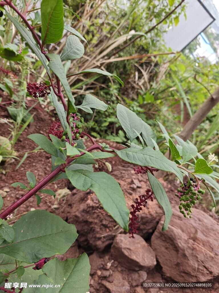 綠葉植物與石塊共生景象