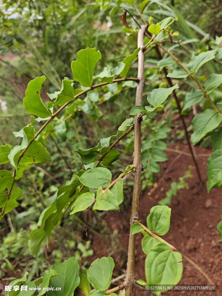 野外植物特寫(xiě)