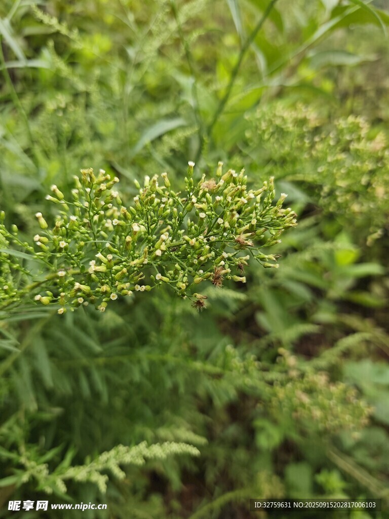 嫩綠繁茂的植物枝葉