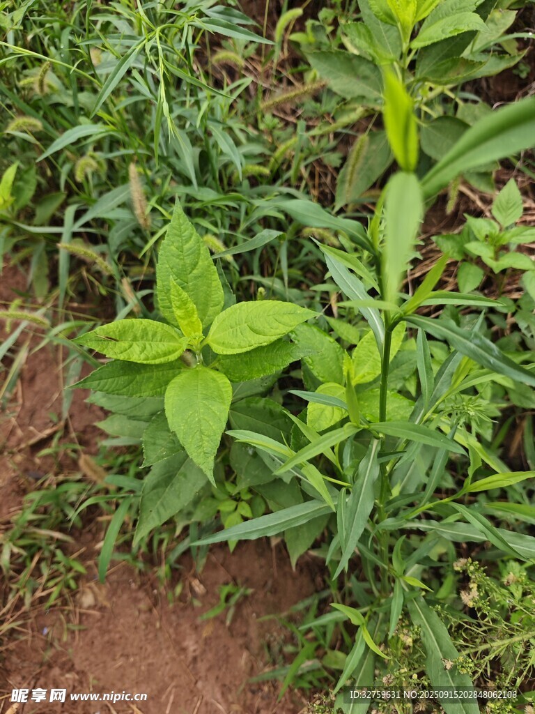 田間嫩綠植物生機勃勃
